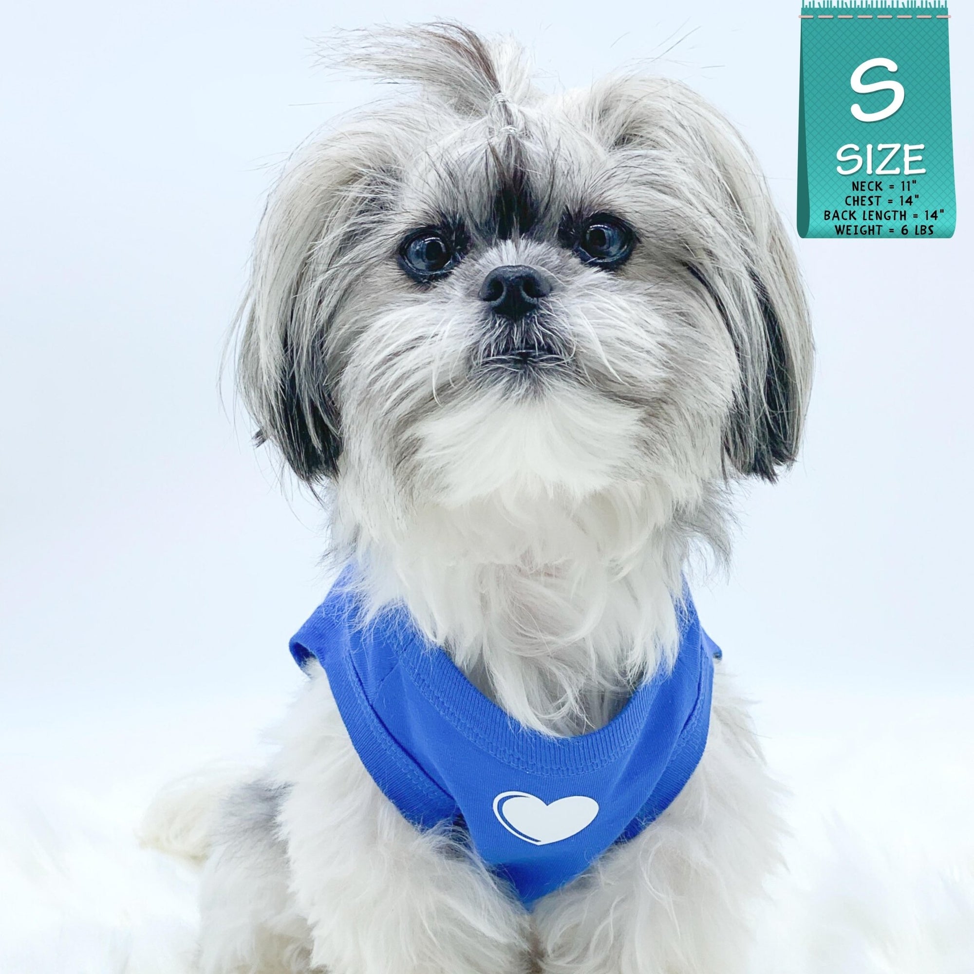 Dog T-Shirt - Shih Tzu mix wearing &quot;Spoiled&quot; dog t-shirt in royal blue with a solid white heart emoji on chest - against solid white background - Wag Trendz
