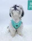 Dog T-Shirt - Shih Tzu mix looking up wearing "Stay Pawsitive" teal dog t-shirt - with a paw print emoji in black on chest - against solid white background - Wag Trendz