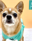 Dog T-Shirt - Chihuahua looking up wearing "Stay Pawsitive" teal dog t-shirt - with a paw print emoji in black on chest - against solid a white and peach colored background - Wag Trendz
