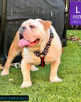H Dog Harness - Roman Dog Harness - English Bulldog wearing black and white XO pattern harness with red accents - standing outdoors looking off to the left in green grass - Wag Trendz
