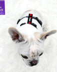 H Dog Harness - Roman Dog Harness - French Bulldog wearing black and white XO pattern harness with red accents - top view - against solid white background  - Wag Trendz