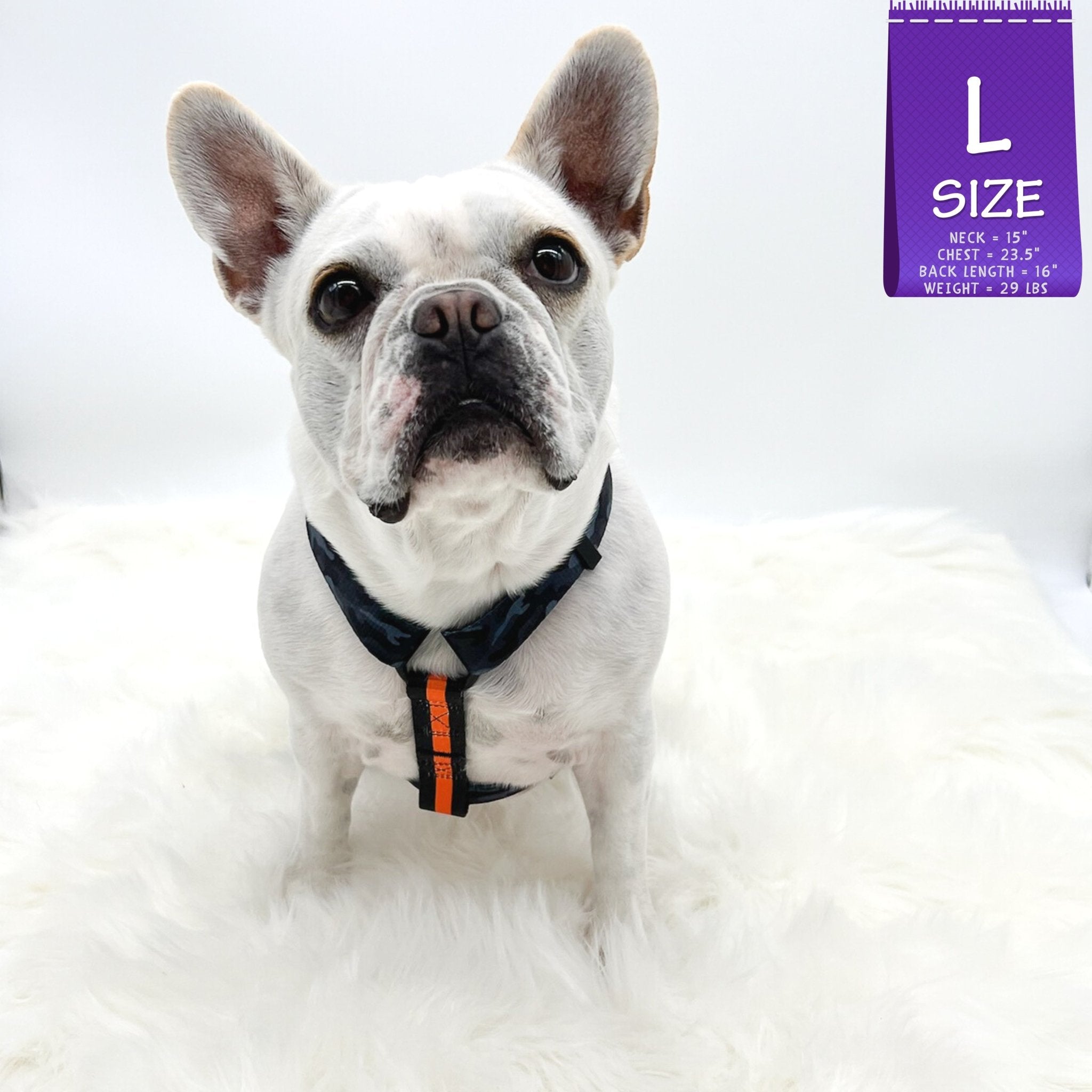 French Bulldog harness white