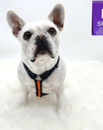 H Dog Harness - Roman Dog Harness - worn by cute white Frenchie Bulldog wearing large black and gray camo H Dog Harness with bold orange accent against solid white background - Wag Trendz