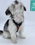 H Dog Harness - Roman Dog Harness - Shih Tzu mix wearing small H dog harness in black and gray camo with orange accents - against solid white background - Wag Trendz®