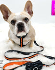 H Dog Harness - Roman Dog Harness - Frenchie Bulldog wearing medium black and gray camo dog strap harness with bold orange accent and matching dog leash attached against white background - Wag Trendz