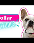 Nylon Dog Collar - features video - Wag Trendz