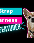 H Dog Harness - Roman Dog Harness - Dog Harnesses Small - Video of dog strap harness features - Wag Trendz