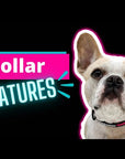 Nylon Dog Collar Pink features video - Wag Trendz