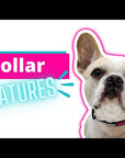 Nylon Dog Collar - dog collar features video - Wag Trendz