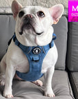 No Pull Dog Harness and Least Set - Downtown Denim on French Bulldog - sitting on a couch outside - Wag Trendz