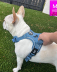 No Pull Dog Harness and Least Set - French Bulldog wearing Downtown Denim No Pull Dog Harness with a human hand holding on the handle - standing outdoors in the green grass - Wag Trendz