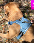 No Pull Dog Harness and Least Set - Medium size dog wearing a medium Downtown Denim Dog Harness - back view - laying in the grass with brown leaves - Wag Trendz