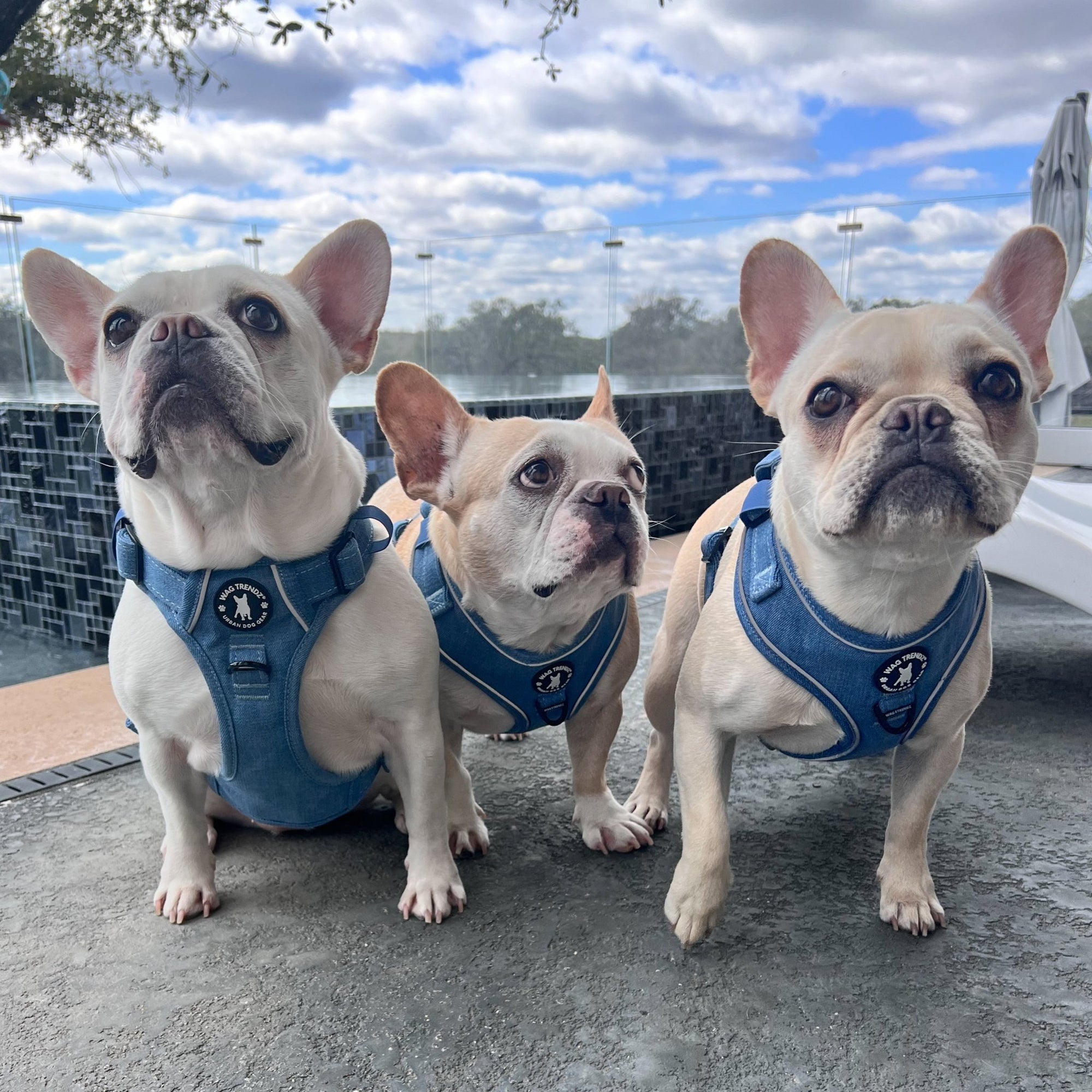 No Pull Dog Harness and Least Set + Poop  Bag Holder - French Bulldogs wearing Downtown Denim Dog Harnesses - sitting outdoors on gray concrete with a blue sky and white puffy clouds in the background - Wag Trendz