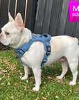 No Pull Dog Harness and Least Set + Poop  Bag Holder - Frenchie Bulldog wearing Downtown Denim Dog Harness - standing outdoors in the green grass with a black fence in the background - Wag Trendz