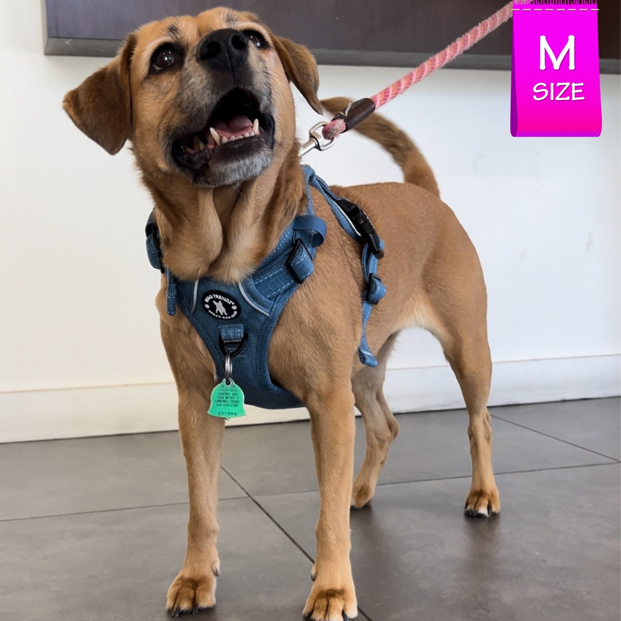 No Pull Dog Harness and Least Set + Poop Bag Holder - Medium size dog wearing a medium Downtown Denim Dog Harness - standing indoors with a white wall in background - Wag Trendz