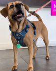 No Pull Dog Harness and Least Set + Poop Bag Holder - Medium size dog wearing a medium Downtown Denim Dog Harness - standing indoors with a white wall in background - Wag Trendz