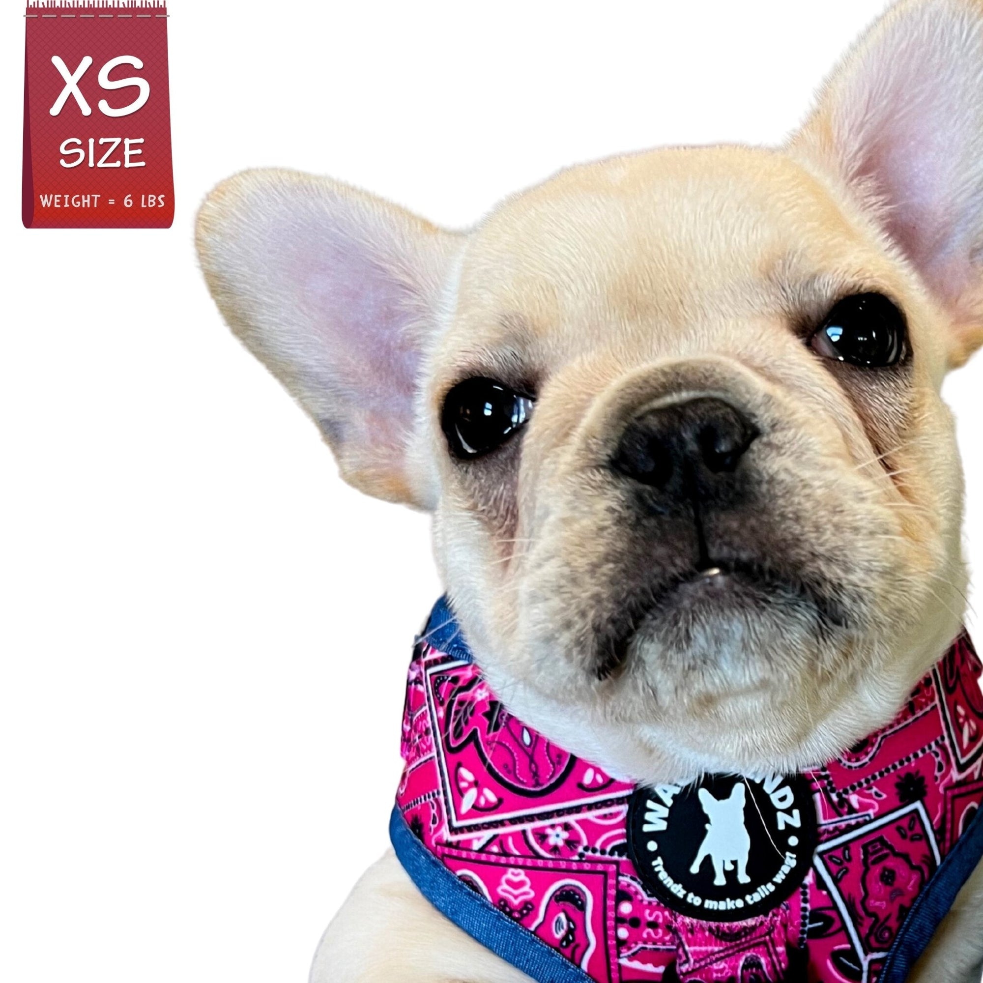 No Pull Dog Harness - French Bulldog Puppy wearing Bandana Boujee Hot Pink No Pull Dog Harness with Denim Accents - against solid white background - Wag Trendz