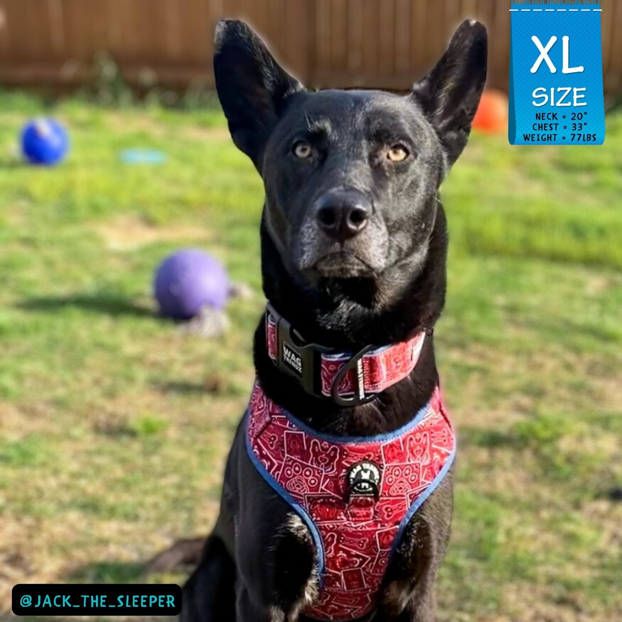 No Pull Dog Harness - German Shepherd mix wearing Red Bandana Boujee No Pull Dog Harness with Denim Accents - against solid white background - Wag Trendz