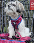 No Pull Dog Harness - Shih Tzu wearing Red Bandana Boujee No Pull Dog Harness with Denim Accents with matching leash attached - sitting outdoors in a black chair  - Wag Trendz