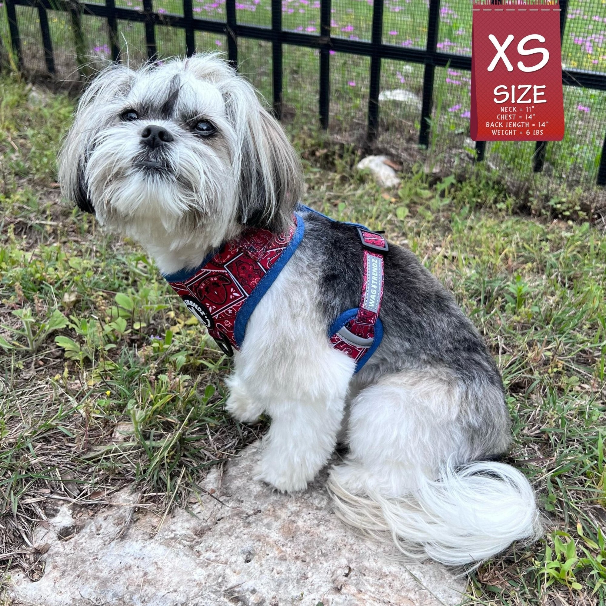 No Pull Dog Harness - Shih Tzu wearing Red Bandana Boujee No Pull Dog Harness with Denim Accents - sitting outdoors in the grass with black iron fence in the background  - Wag Trendz