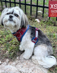 No Pull Dog Harness - Shih Tzu wearing Red Bandana Boujee No Pull Dog Harness with Denim Accents - sitting outdoors in the grass with black iron fence in the background  - Wag Trendz