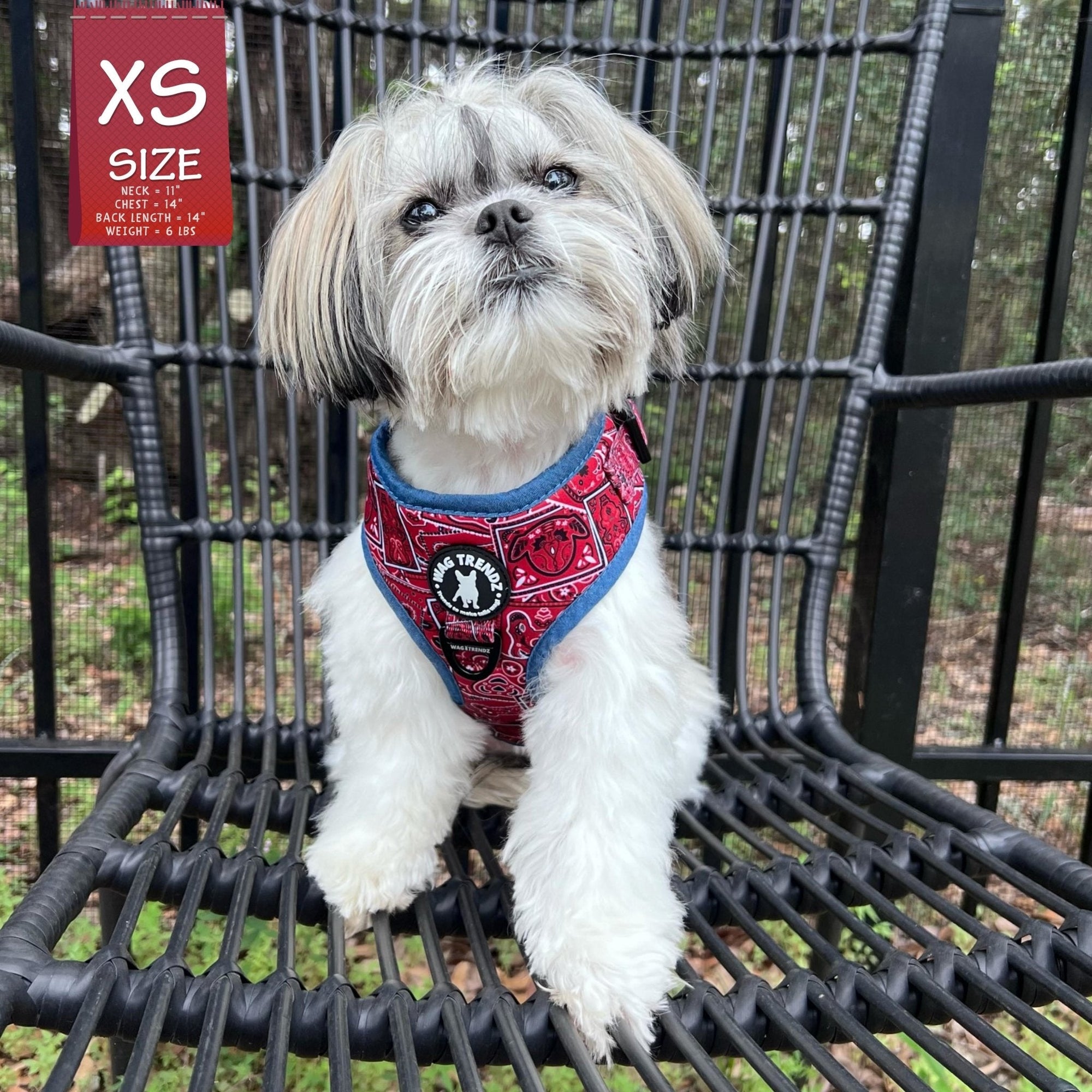 No Pull Dog Harness - Shih Tzu wearing Red Bandana Boujee No Pull Dog Harness with Denim Accents - sitting outdoors in a black chair  - Wag Trendz