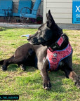 No Pull Dog Harness - German Shepherd mix wearing Red Bandana Boujee No Pull Dog Harness with Denim Accents - against solid white background - Wag Trendz