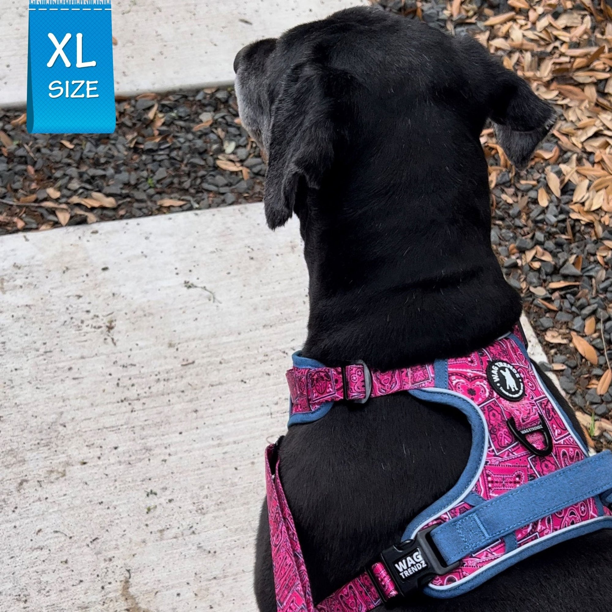 No Pull Dog Harness - with Handle - Labradoodle wearing Bandana Boujee No Pull Dog Harness in Hot Pink with Denim Accents - walking outdoors on a sidewalk - Wag Trendz