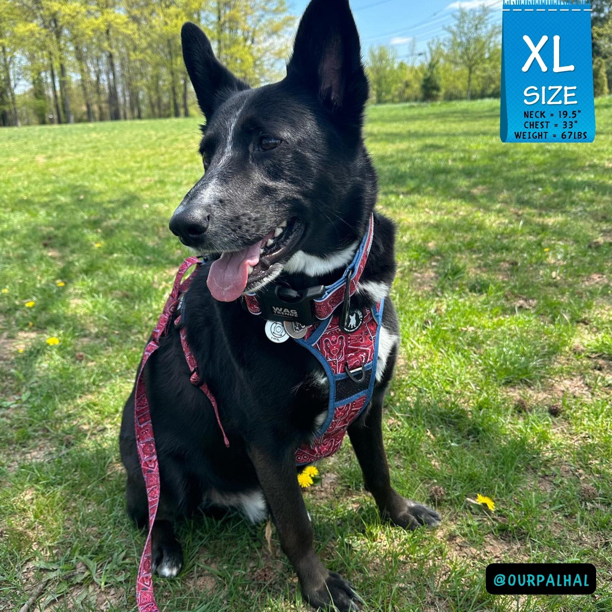 No Pull Dog Harness - with Handle - Black mix breed dog wearing Red Bandana Boujee No Pull Dog Harness with denim handle and accents - standing in green grass - Wag Trendz