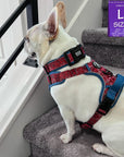 No Pull Dog Harness - with Handle - French Bulldog wearing Red Bandana Boujee No Pull Dog Harness with denim handle and accents - side view - sitting indoors on gray carpet stairs - Wag Trendz