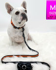 Nylon Dog Collar - French Bulldog wearing black nylon dog collar with bold orange stripe with matching leash and poo bag holder attached - against solid white background - Wag Trendz