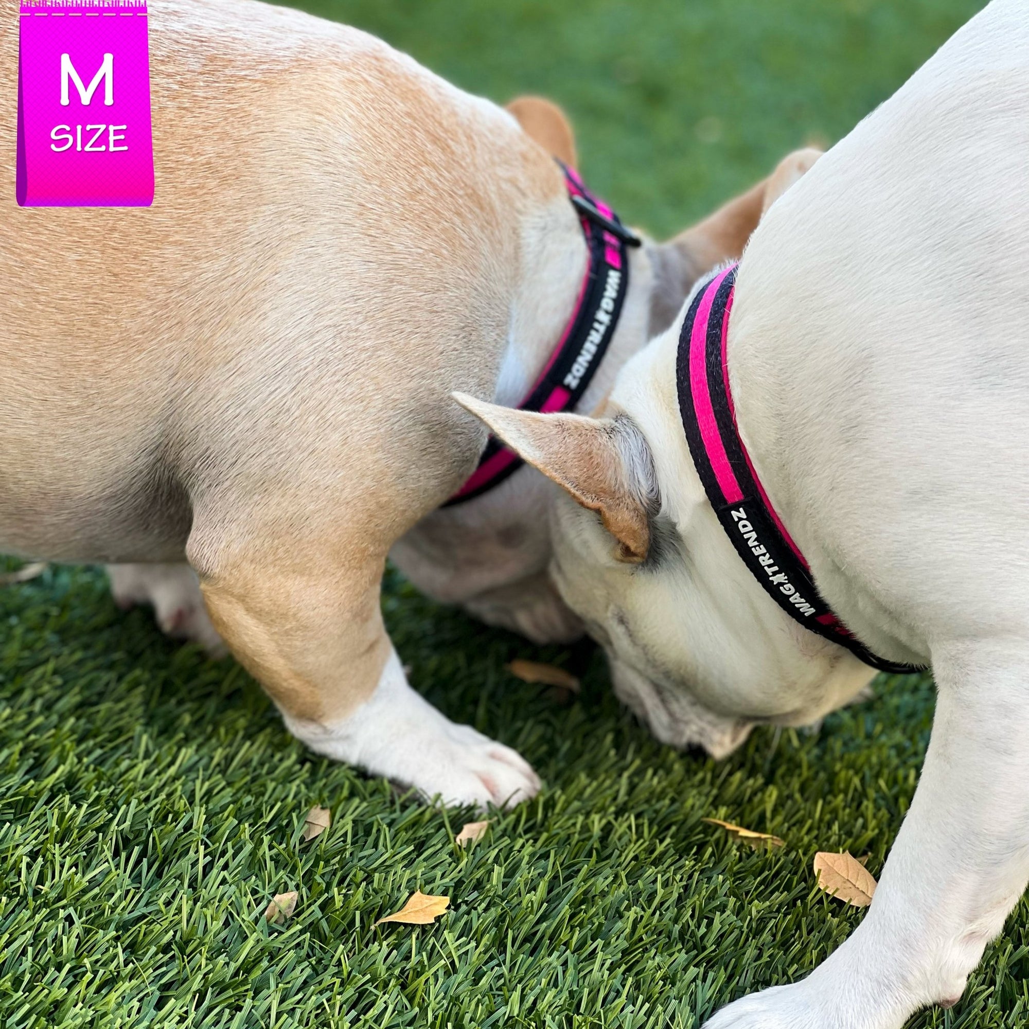 Nylon Dog Collar - Pink - Two Frenchie&#39;s wearing black with bold pink stripe nylon dog collar - standing and sniffing in the grass - Wag Trendz