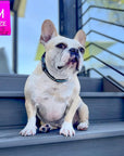 Nylon Dog Collar - French Bulldog wearing black nylon dog collar with bold teal stripe - sitting outdoors on a dark gray deck - Wag Trendz
