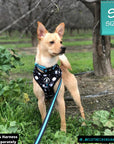 Nylon Dog Collar - Chihuahua wearing black nylon dog collar with bold teal stripe with matching leash attached and a harness vest on - standing outdoors in the grass - Wag Trendz