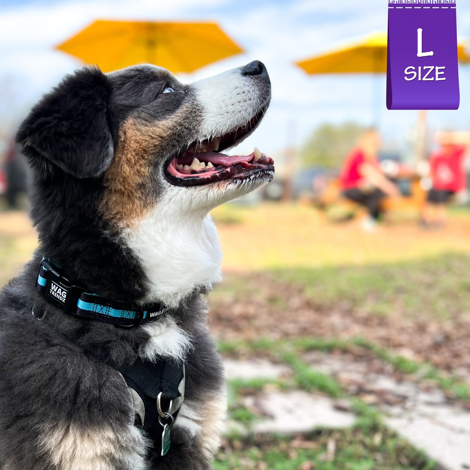 Nylon Dog Collar - Australian Shepherd wearing nylon black dog collar with bold teal stripe - sitting outdoors panting with yellow umbrellas in the background - Wag Trendz