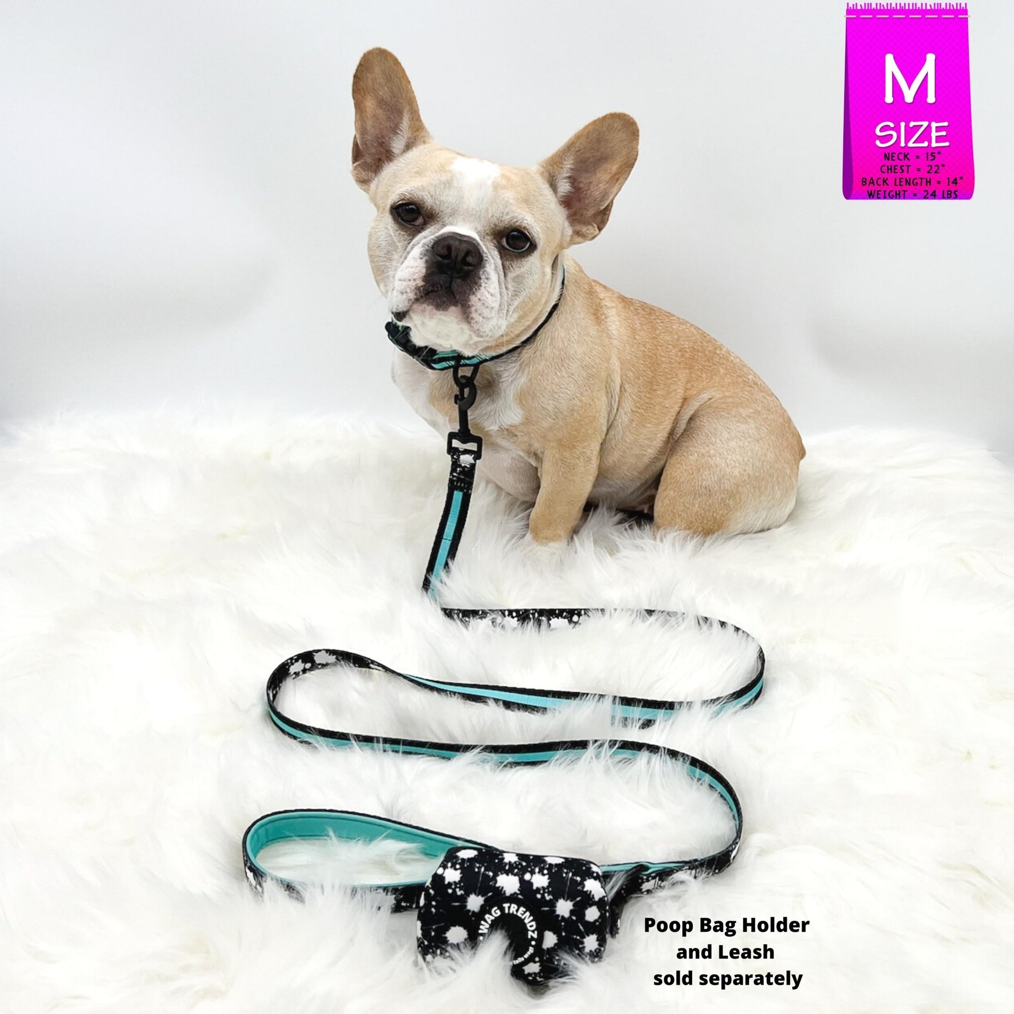 Nylon Dog Collar - French Bulldog wearing black nylon dog collar with bold teal stripe with matching leash and poop bag holder attached - against a solid white background - Wag Trendz