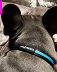 Nylon Dog Collar - French Bulldog wearing black nylon dog collar with bold teal stripe - laying indoors on a sofa - Wag Trendz