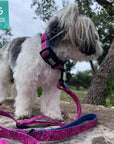 Reflective Dog Collar - Shih Tzu wearing Bandana Boujee Reflective Dog Collar with Denim padded interior with matching leash attached - standing outdoors on a rock - Wag Trendz