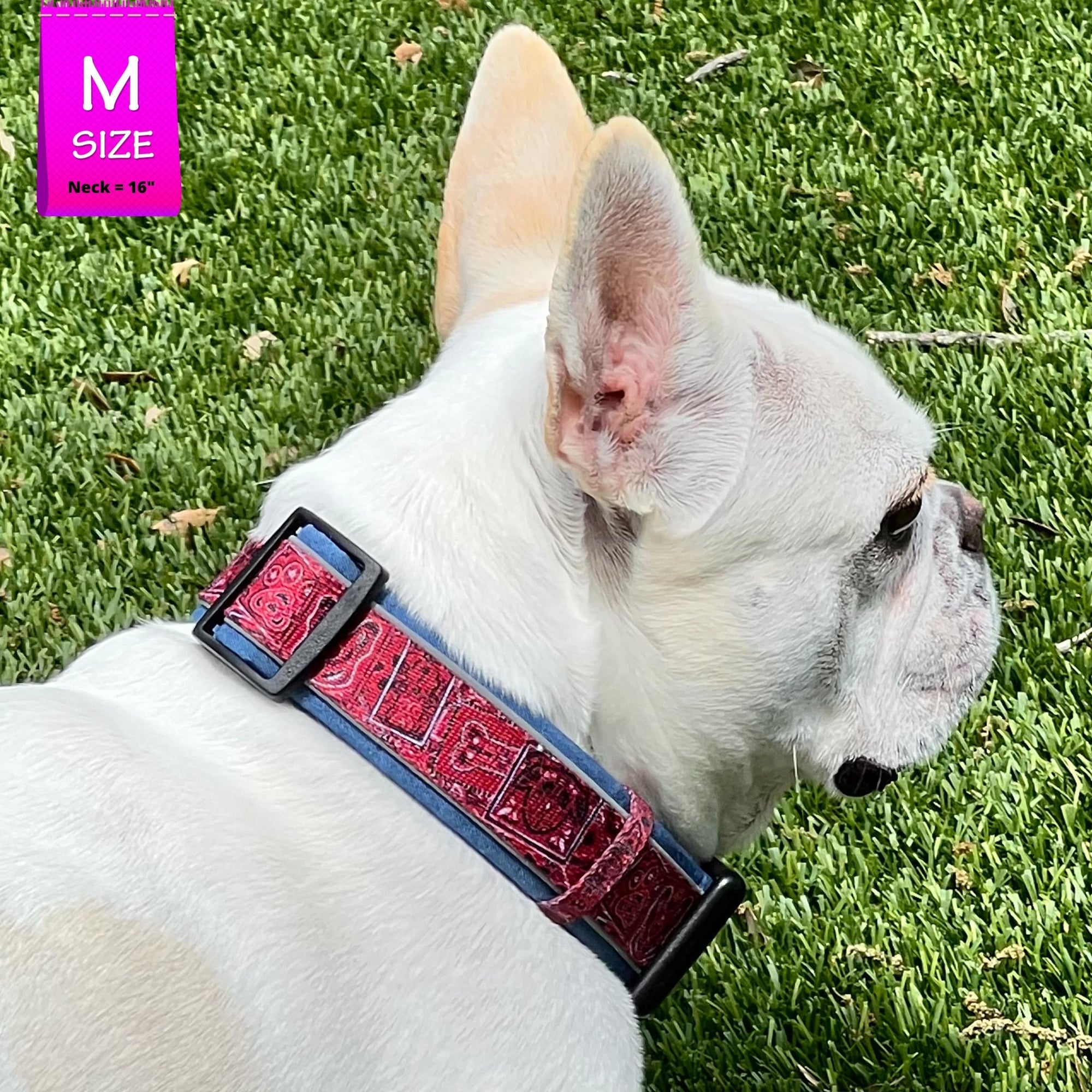 Reflective Dog Collar - French Bulldog wearing Bandana Boujee Reflective Dog Collar with Denim padded interior - standing in green grass - Wag Trendz