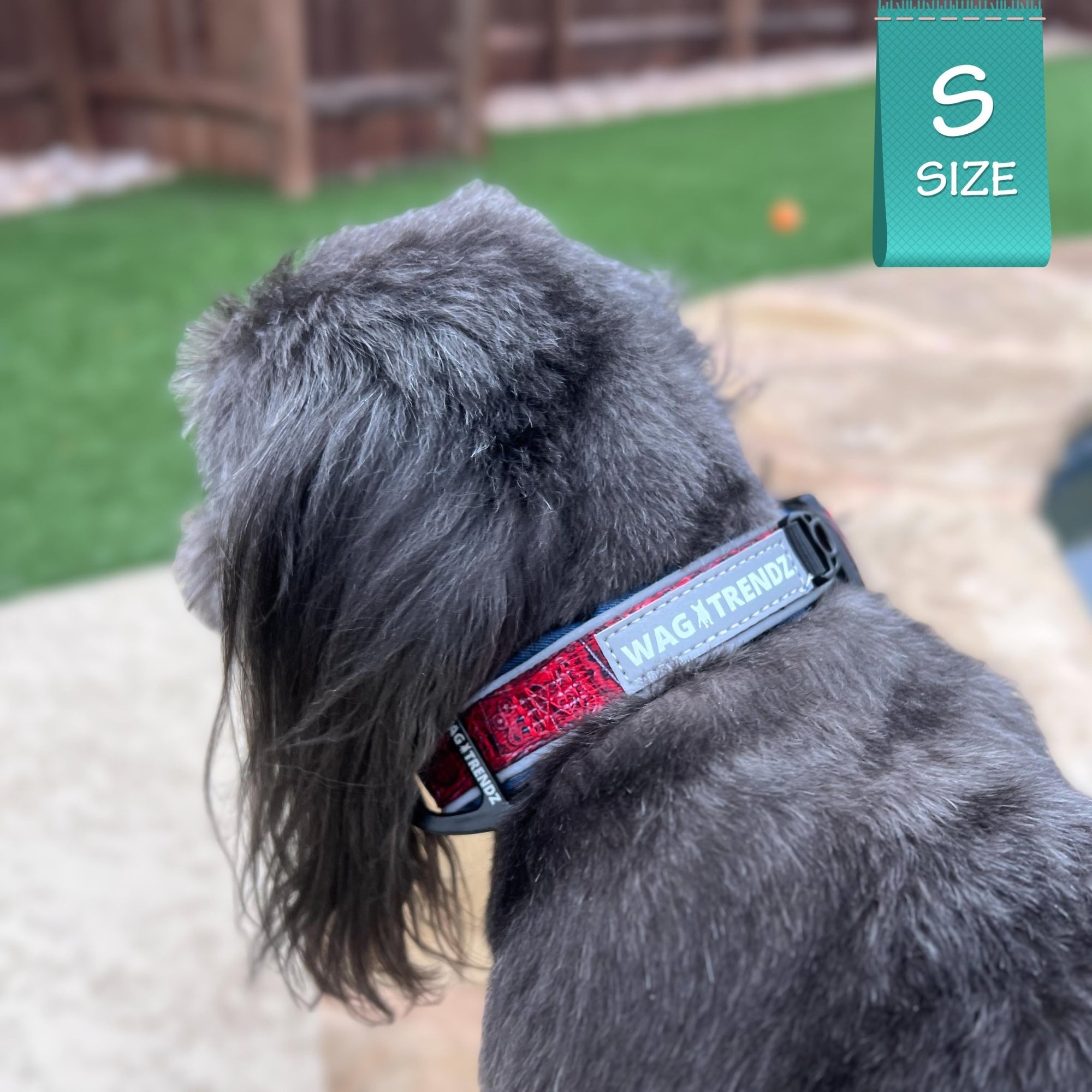 Reflective Dog Collar - Shih Tzu mix wearing Bandana Boujee Reflective Dog Collar with Denim padded interior - sitting outdoors - Wag Trendz