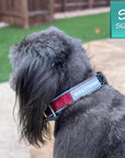Reflective Dog Collar - Shih Tzu mix wearing Bandana Boujee Reflective Dog Collar with Denim padded interior - sitting outdoors - Wag Trendz